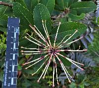 Oreocallis grandiflora image