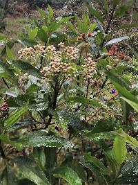 Baccharis latifolia image