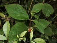 Columnea poortmannii image