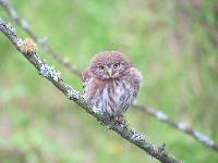 Glaucidium peruanum image