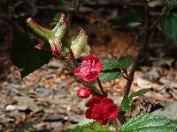 Begonia urticae image