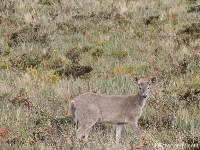 Odocoileus virginianus image