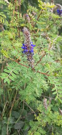 Dalea coerulea image