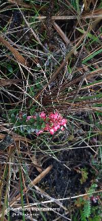 Vaccinium crenatum image