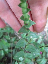 Callisia repens image