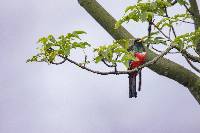 Trogon mesurus image