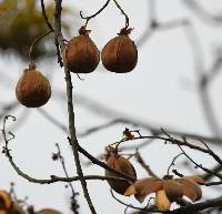 Cochlospermum vitifolium image