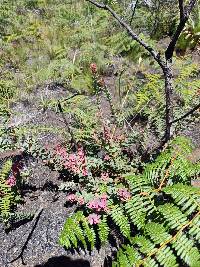 Vaccinium floribundum image