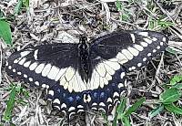 Papilio polyxenes image