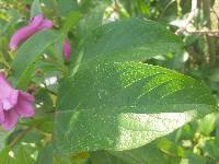 Delostoma integrifolium image