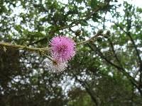 Mimosa albida image