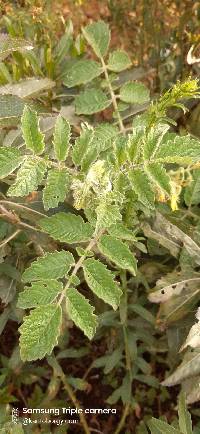 Solanum habrochaites image