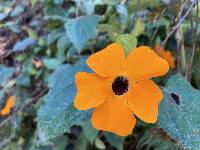 Thunbergia alata image