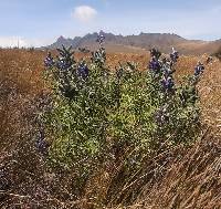 Lupinus pubescens image