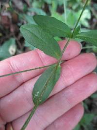 Heterosperma ovatifolium image