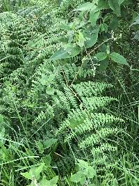 Pteridium esculentum image