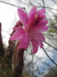 Borzicactus icosagonus image