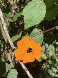 Thunbergia alata image