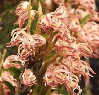 Maxillaria floribunda image