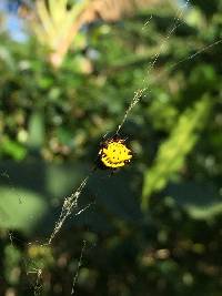 Gasteracantha cancriformis image