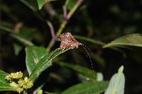 Typophyllum egregium image