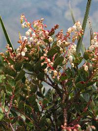 Gaultheria myrsinoides image