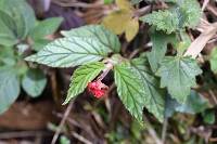 Begonia urticae image