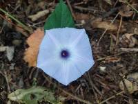 Ipomoea regnellii image