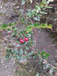 Gaultheria myrsinoides image