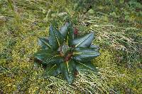 Rumex tolimensis image