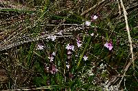 Epidendrum fimbriatum image