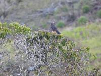 Turdus fuscater image