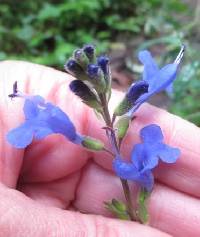 Salvia scutellarioides image