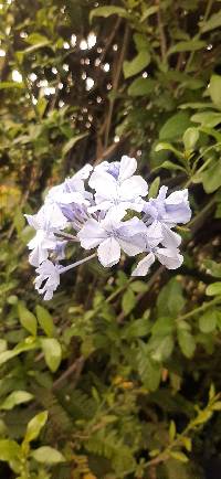 Plumbago auriculata image