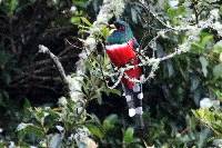 Trogon personatus image