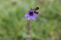 Cuphea ciliata image