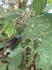 Cyanopepla fastuosa image