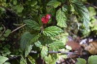 Begonia urticae image