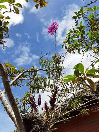 Epidendrum jamiesonis image