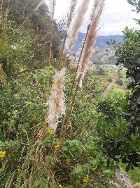 Cortaderia nitida image