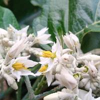 Solanum albidum image