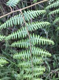 Pteridium esculentum image