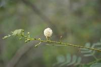 Leucaena leucocephala image