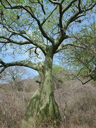 Ceiba trischistandra image