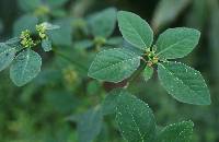 Euphorbia heterophylla image