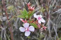 Monochaetum lineatum image