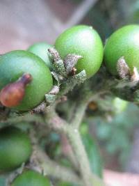 Solanum umbellatum image