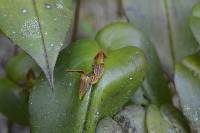 Pleurothallis coriacardia image