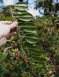 Pentacalia dorrii image