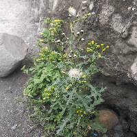 Senecio vulgaris image